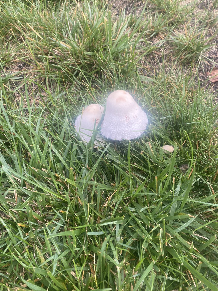 qweenxlee's tweet photo. I kid you not these babies popped up OVERNIGHT. And the way they’re glowing…it’s giving ✨ magical ✨ https://t.co/S431AzOk2W