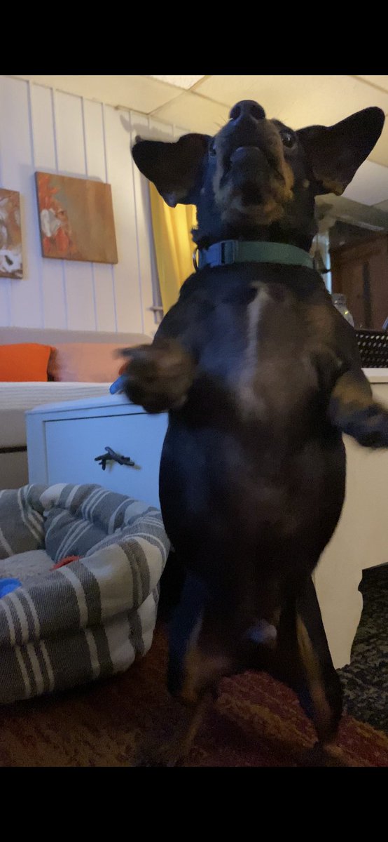 Post some pictures that showcase your dog’s personality.