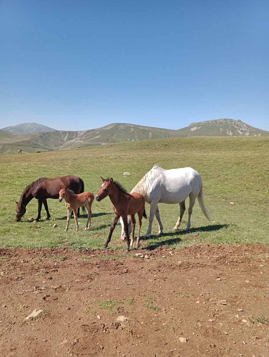 "Bereket atın Anlındadır"(❤️Hz Muhammed sav,)