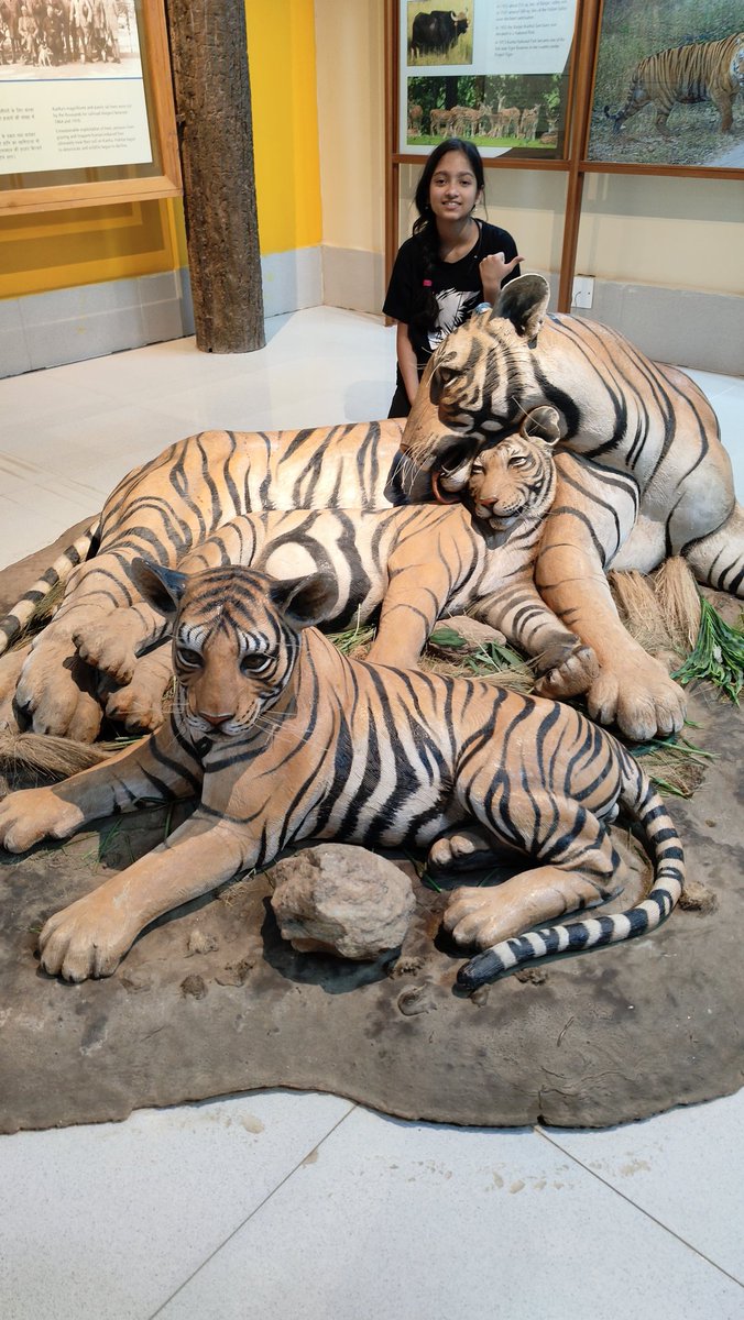 kg_suresh's tweet photo. #WorldTigersDay
#TigersInMP
@WWF @moefcc @World_Wildlife @wildwarriors @UNEP @MPTourism @incredibleindia https://t.co/VsfCUcme4I
