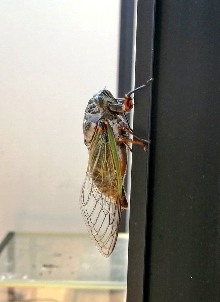 JapanLifeTV's tweet image. Schaut euch mal den dicken Brummer an! Die Insekten in Japan sind einfach riesig. 😃
#japan #insekten