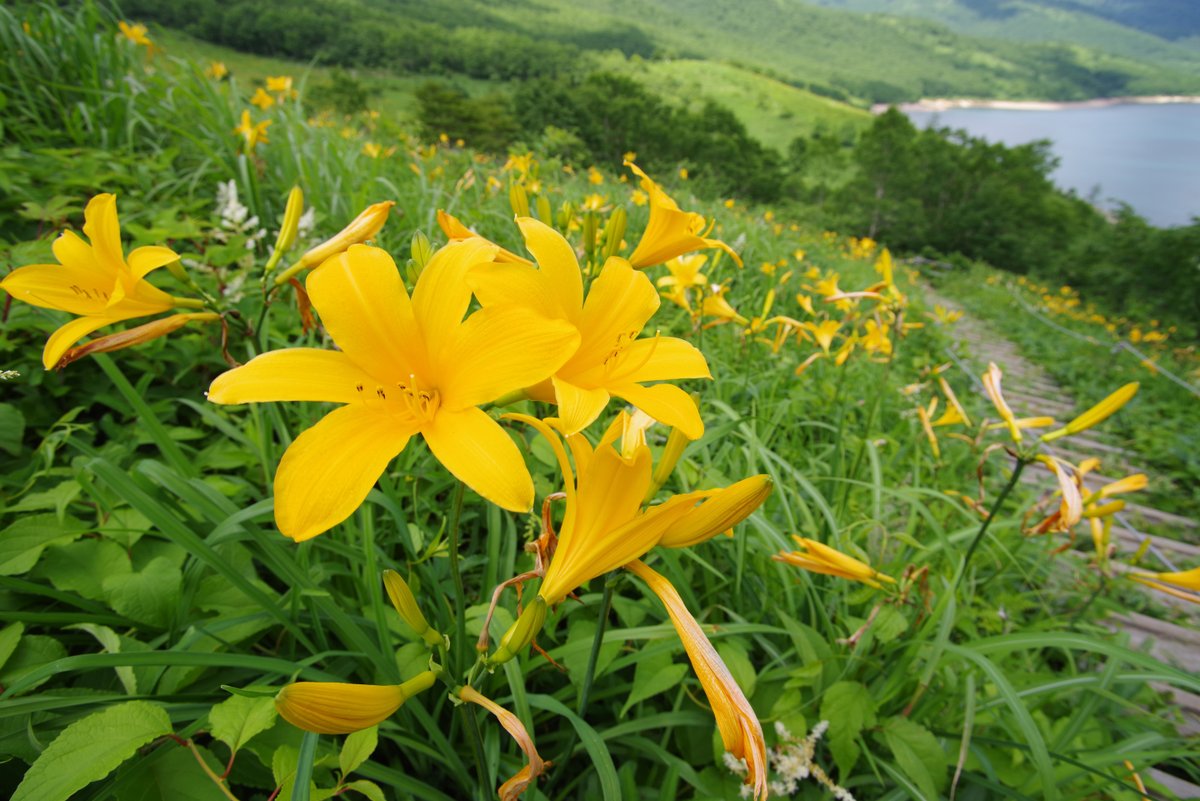 PENTAXXER's tweet photo. J limited 01／TAMRON SP AF 17-35mm F/2.8-4 Di LD Aspherical [IF] 

野反湖の写真もこれで大体最後かな。
湖岸へ下りて登ってくるまでキスゲを撮り歩きながら。

#野反湖 #ノゾリキスゲ #ニッコウキスゲ #中之条町 #東吾妻町 #リコペン風景部 #PENTAX #jlimited01 #Tamron #A05 https://t.co/zhn6L5c5jW