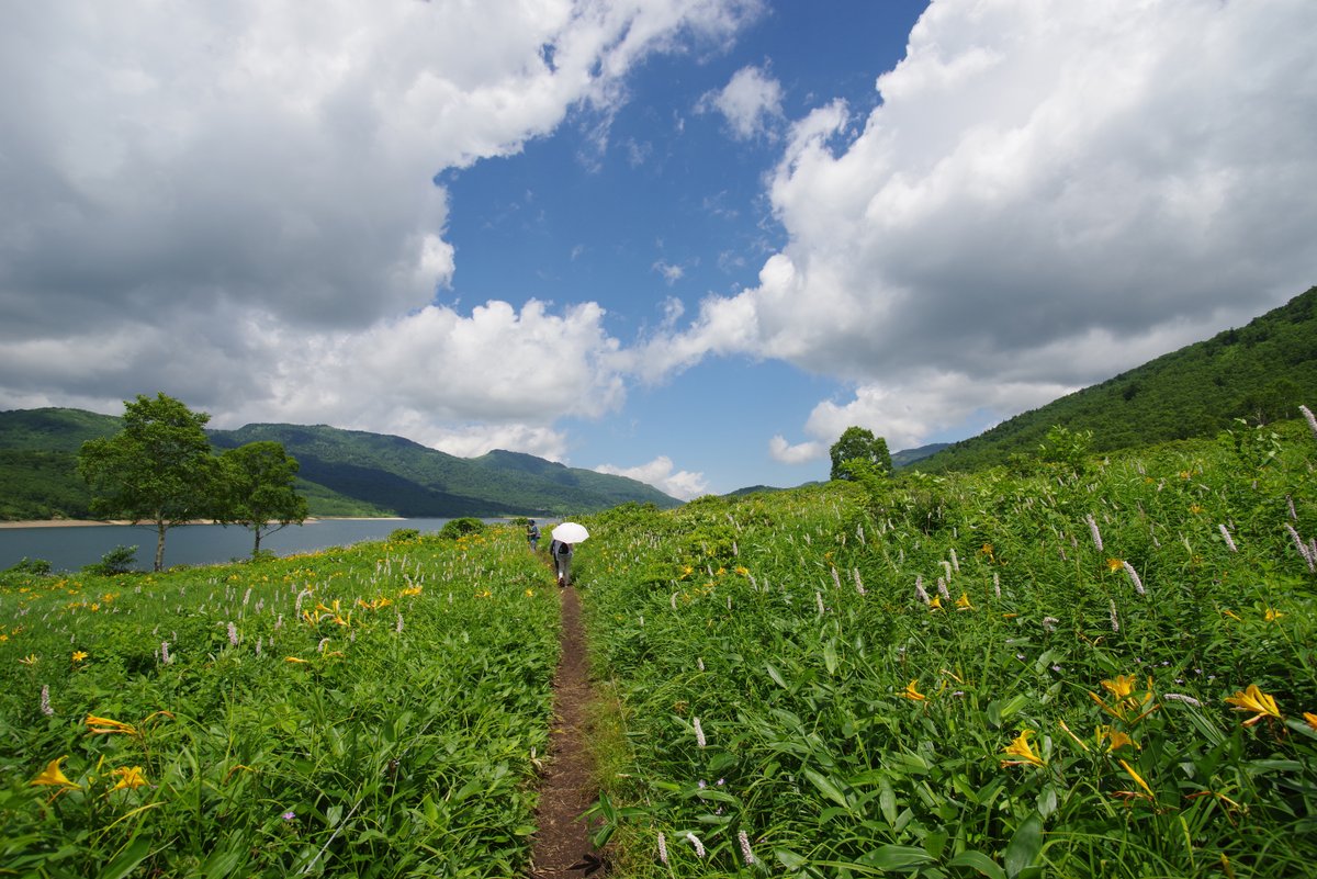 PENTAXXER's tweet photo. J limited 01／TAMRON SP AF 17-35mm F/2.8-4 Di LD Aspherical [IF] 

野反湖の写真もこれで大体最後かな。
湖岸へ下りて登ってくるまでキスゲを撮り歩きながら。

#野反湖 #ノゾリキスゲ #ニッコウキスゲ #中之条町 #東吾妻町 #リコペン風景部 #PENTAX #jlimited01 #Tamron #A05 https://t.co/zhn6L5c5jW