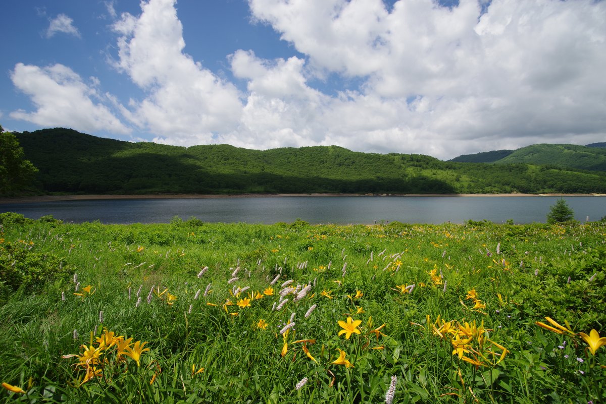 PENTAXXER's tweet photo. J limited 01／TAMRON SP AF 17-35mm F/2.8-4 Di LD Aspherical [IF] 

野反湖の写真もこれで大体最後かな。
湖岸へ下りて登ってくるまでキスゲを撮り歩きながら。

#野反湖 #ノゾリキスゲ #ニッコウキスゲ #中之条町 #東吾妻町 #リコペン風景部 #PENTAX #jlimited01 #Tamron #A05 https://t.co/zhn6L5c5jW