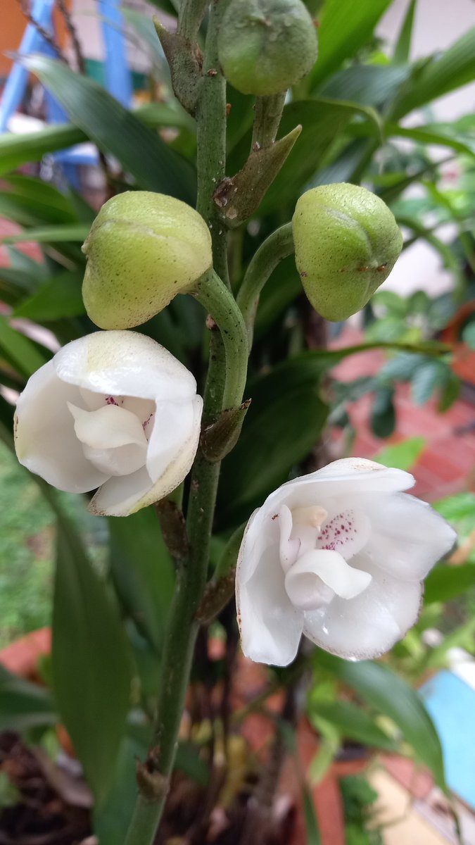 orquibor's tweet photo. Floración de Peristeria elata. #palmira #cordoba #tariba #abejales #cordero #lafria #cardenas  #guasimos #lobatera #michelena #lagrita #panamericano #queniquea #colón #tienditas #seboruco #cobre #pregonero #elpiñal #abejales #cordoba #rubio #ureña #capacho #delicias #coloncito https://t.co/T5fVbtXGSx