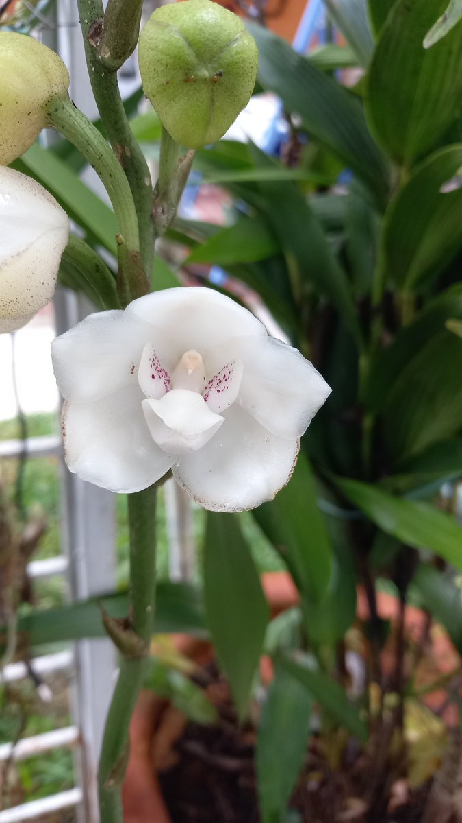 orquibor's tweet photo. Floración de Peristeria elata. #palmira #cordoba #tariba #abejales #cordero #lafria #cardenas  #guasimos #lobatera #michelena #lagrita #panamericano #queniquea #colón #tienditas #seboruco #cobre #pregonero #elpiñal #abejales #cordoba #rubio #ureña #capacho #delicias #coloncito https://t.co/T5fVbtXGSx