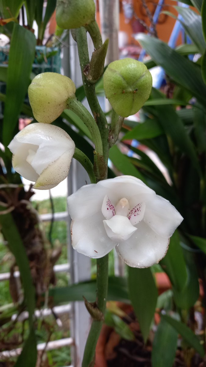 orquibor's tweet photo. Floración de Peristeria elata. #palmira #cordoba #tariba #abejales #cordero #lafria #cardenas  #guasimos #lobatera #michelena #lagrita #panamericano #queniquea #colón #tienditas #seboruco #cobre #pregonero #elpiñal #abejales #cordoba #rubio #ureña #capacho #delicias #coloncito https://t.co/T5fVbtXGSx