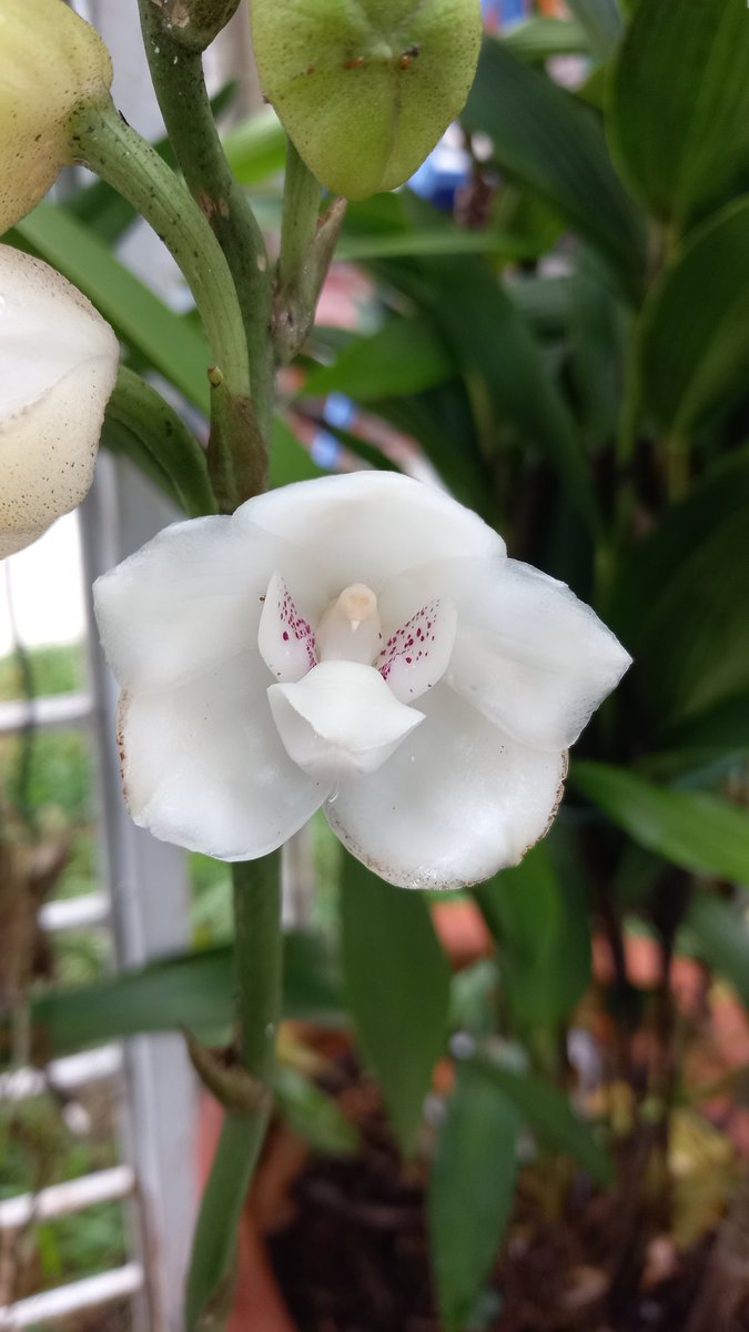 orquibor's tweet photo. Floración de Peristeria elata. #palmira #cordoba #tariba #abejales #cordero #lafria #cardenas  #guasimos #lobatera #michelena #lagrita #panamericano #queniquea #colón #tienditas #seboruco #cobre #pregonero #elpiñal #abejales #cordoba #rubio #ureña #capacho #delicias #coloncito https://t.co/T5fVbtXGSx