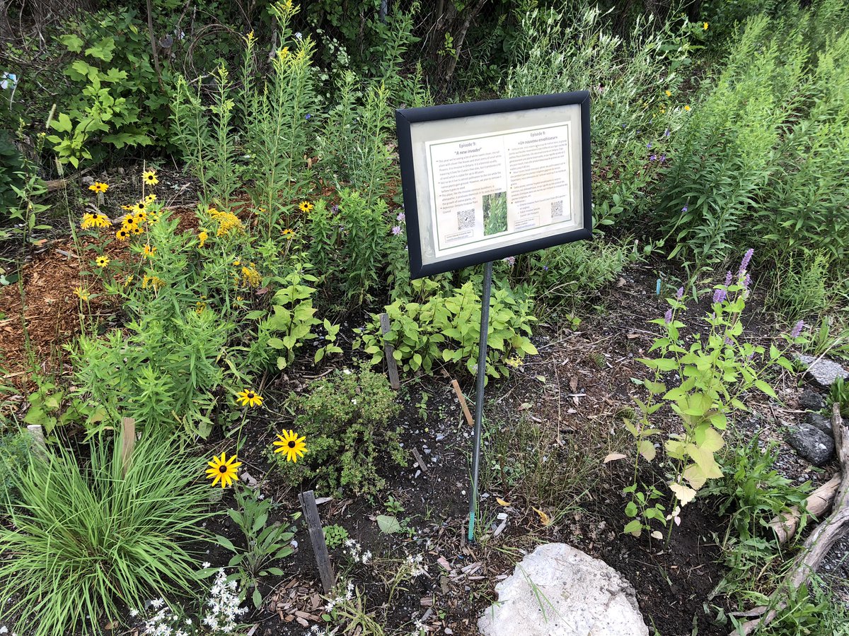 EcologyOttawa's tweet photo. Nice crowd at the @WildPollinators event at the Clyde Bee &amp; Butterfly Patch. Come see #OttPollinators and some of the plants and humans that support them! https://t.co/3LFaILrp5Y