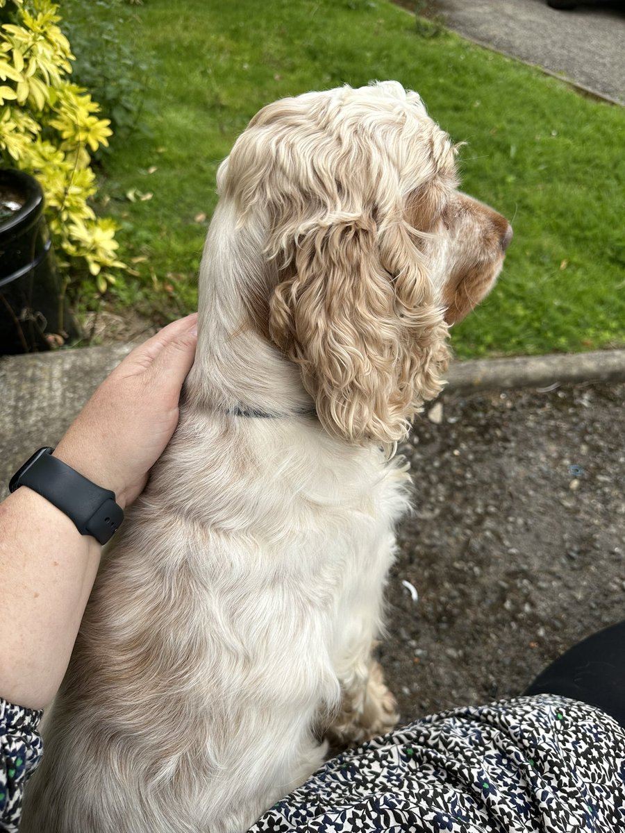 merseyview's tweet photo. Flossie and I chilling on the stoop #flossie #stooplife #doggy https://t.co/QtkUk8DNSy