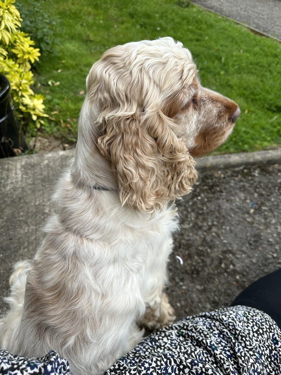 merseyview's tweet photo. Flossie and I chilling on the stoop #flossie #stooplife #doggy https://t.co/QtkUk8DNSy