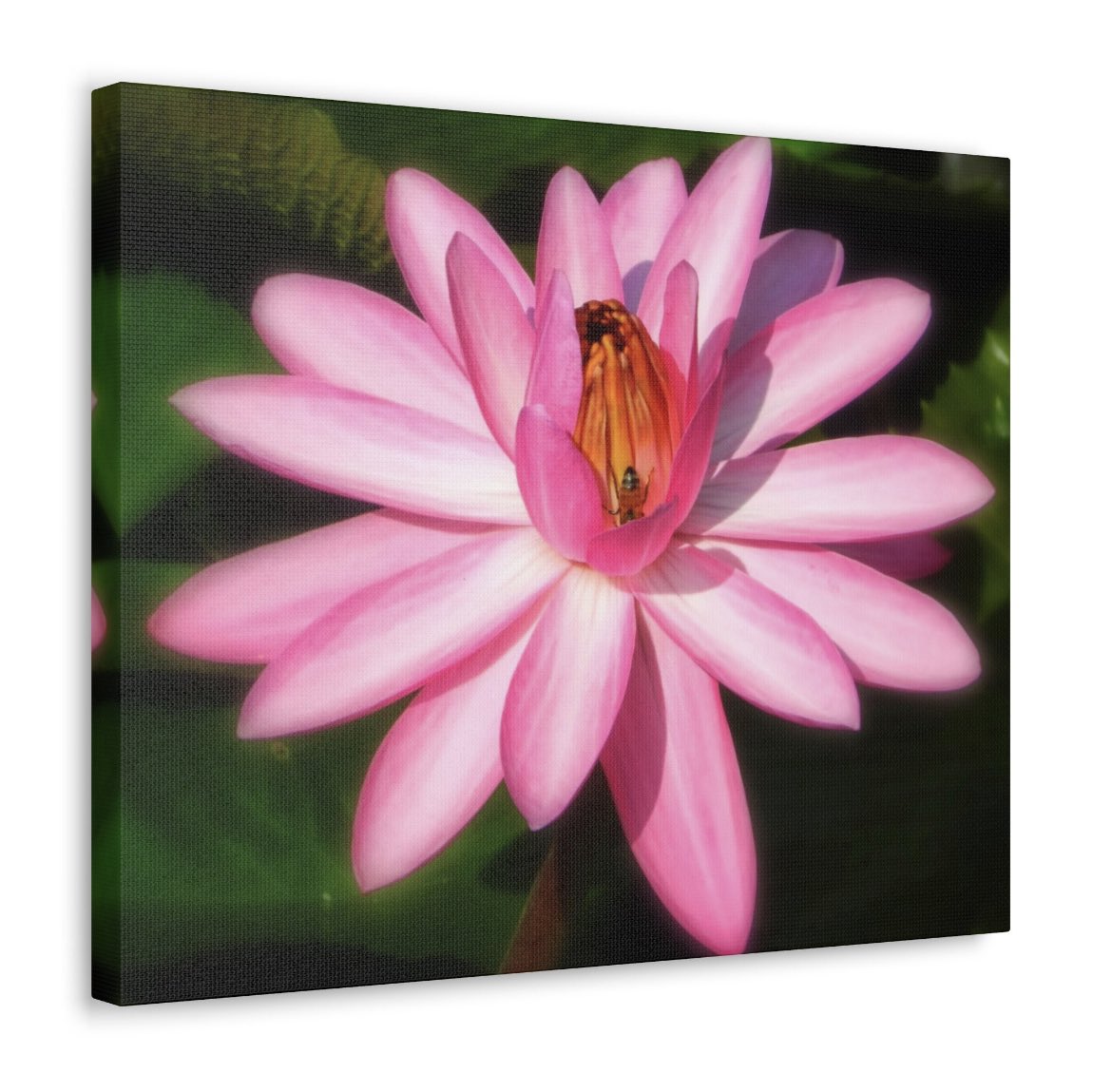 simplee_me710's tweet photo. #canvasart #PhotographyIsArt #waterlilly #homedecor #pinkflower available on my Etsy page! Support my small business 📸🎨 #supportsmallbusiness #digitalphotography https://t.co/t84tFhF4Ym