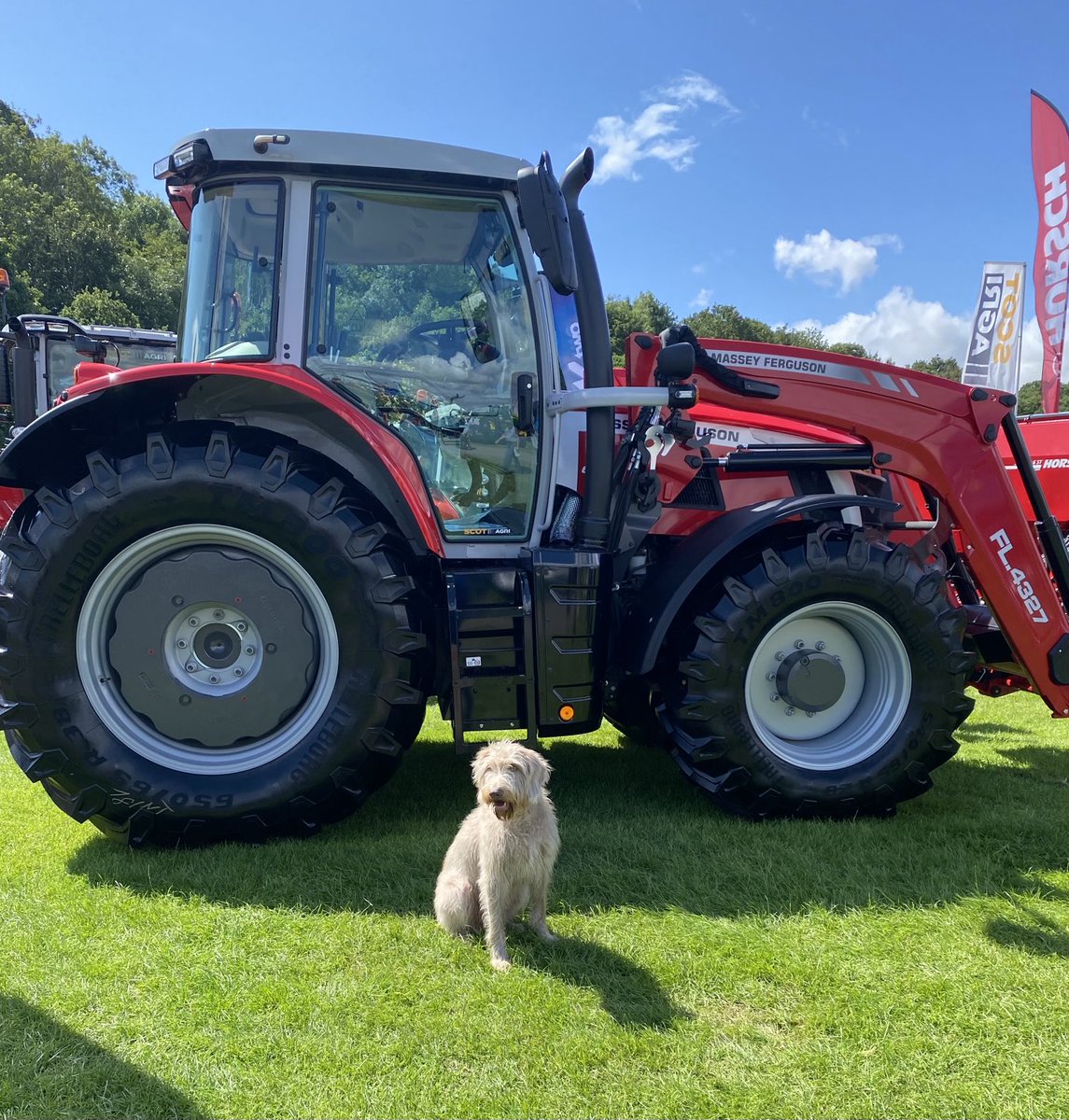 wrainamere's tweet photo. Family fun day at the Border Union Show! Nice to see ⁦⁦⁦@scotlandgundogs⁩ there too!
#SlovakianRoughHairedPointer #Gundog #BorderUnionShow https://t.co/9FEaN8Jm73
