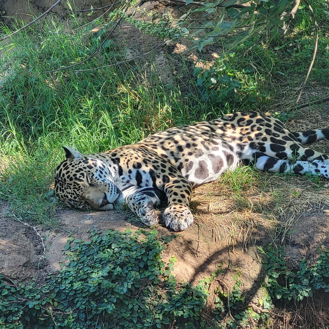BirminghamZoo's tweet photo. 💤A sleepy #caturday with Khan, the #jaguar!
⏰ Wednesday - Sunday, 9:00 AM - 5:00 PM | *Hours subject to change for events or inclement weather.
#BhamZoo #BirminghamAL #MagicCity #ThisisBham #BhamLife #aza #AssociationsofZoosandAquariums https://t.co/g27mEMfZ7l