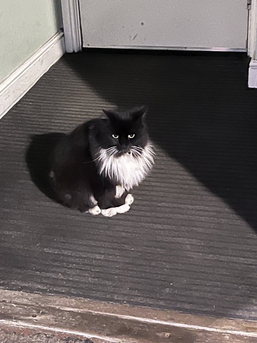 Later than usual back to Huddersfield last night bonus was seeing ⁦<a href="/FelixhuddsCat/">Felix and Bolt</a>⁩