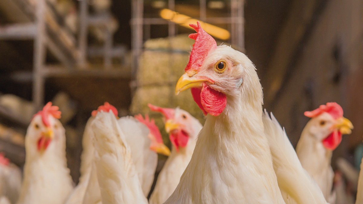 🥚 Met onze 𝗘𝗶-𝗽𝗹𝘂𝘀 𝗮𝗮𝗻𝗽𝗮𝗸 brengen we alle facetten van het pluimveebedrijf in beeld met als doel: gezonde kippen, meer werkgemak en het beste resultaat voor de pluimveehouder. Benieuwd hoe we dit aanpakken? Lees het artikel op Pluimveeweb: 👉 bit.ly/450IP6i