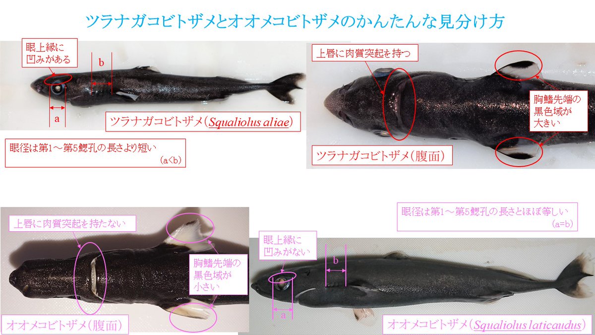 SharkWeek なので、何故か同定に苦労している人が多いツラナガコビト