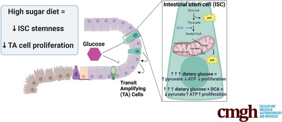 Study demonstrates that dietary sugar can directly modulate the repair function of the #colonic epithelium. Click the link to learn more ➡️ ow.ly/gOhf50Pmcbt @thehandiestlab