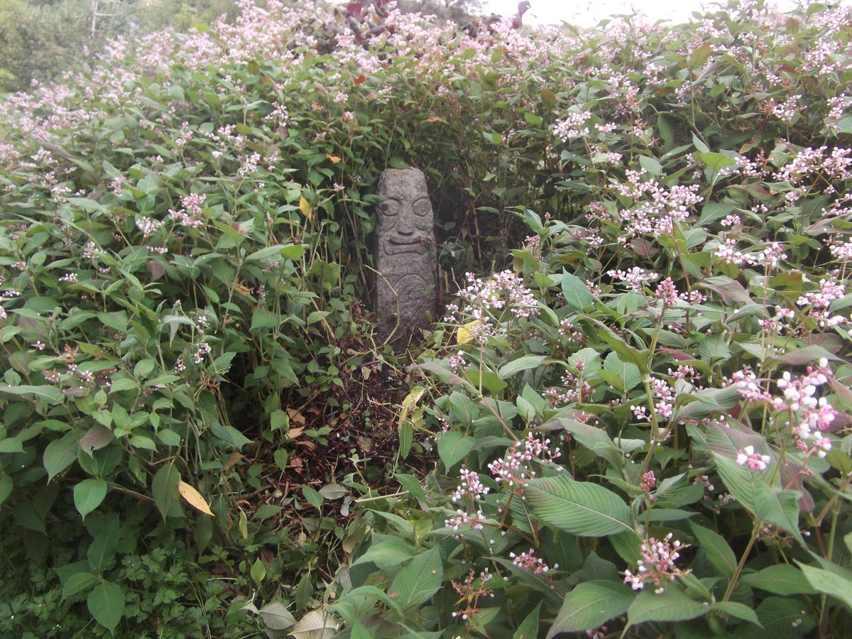 Stone in soapwort. What we used for soap, Saponaria, is still used by museums for rare tapestries!