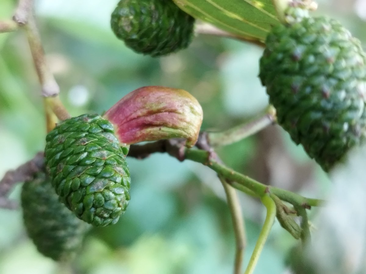 MandyTracey14's tweet photo. First time to see the aptly named fungal gall, Alder tongue (Taphrini alni) with @tileyanna #plantgalls #plantpathogens https://t.co/N1aFUFYjkE