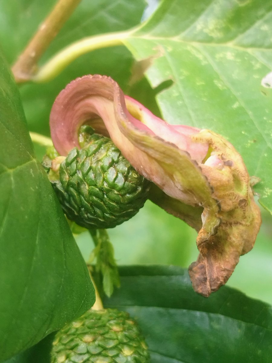 MandyTracey14's tweet photo. First time to see the aptly named fungal gall, Alder tongue (Taphrini alni) with @tileyanna #plantgalls #plantpathogens https://t.co/N1aFUFYjkE