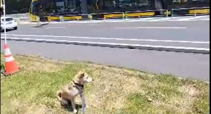 atrueengel's tweet photo. 路面電車と王子君。暑い日でした https://t.co/xbk3btwhzu
