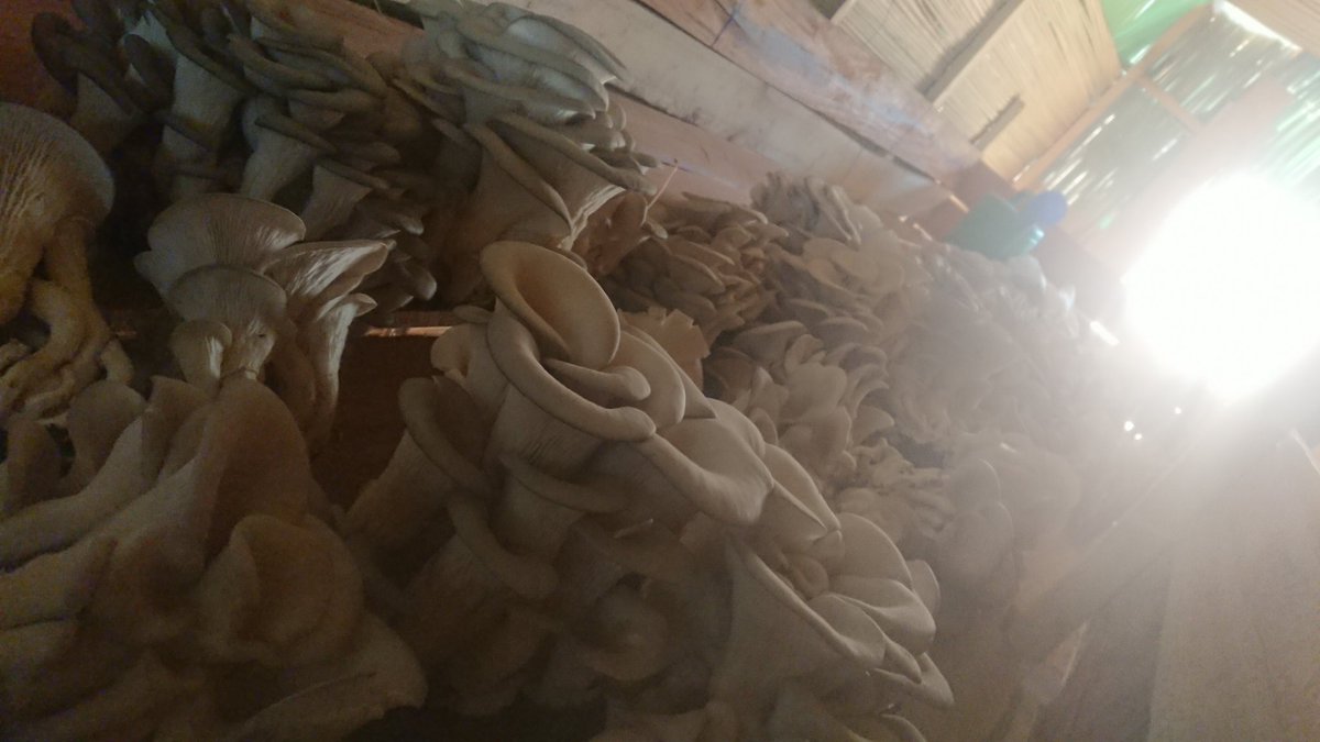 Icyo nkundira ubuhinzi bw'ibihumyo ntiburambirana, inyanza ya <a href="/KicukiroDistr/">Kicukiro District</a> hashize Ibyumweru 3 dutereye imigina Urubyiruko rwaho. Uyu munsi twishimiye ko batangiye gusarura. <a href="/RwandaLocalGov/">Ministry of Local Government | Rwanda</a> <a href="/RwandaGov/">Government of Rwanda</a> turashimira <a href="/RwandaAgri/">Ministry of Agriculture & Animal Resources |Rwanda</a> <a href="/RwandaAgriBoard/">Rwanda Agriculture & Animal Resources Devpt Board</a> uruhare rwanyu kubuhinzi bw'ibihumyo