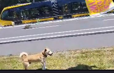 atrueengel's tweet photo. LRT(路面電車）と王子君です。試乗会に参加しました https://t.co/1Kx0ye7Q7e