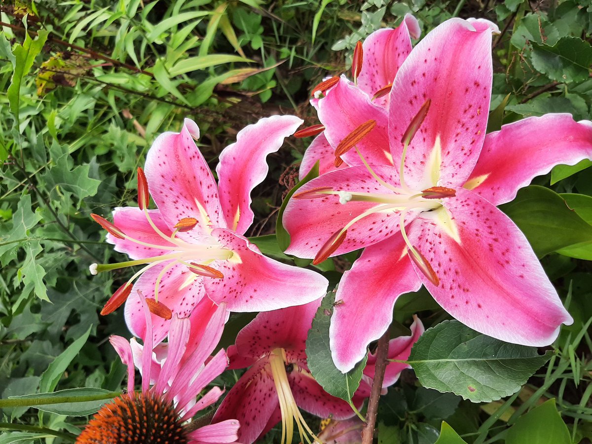 Besides taking awsome NMS pictures I also take pictures of Earth Flora.