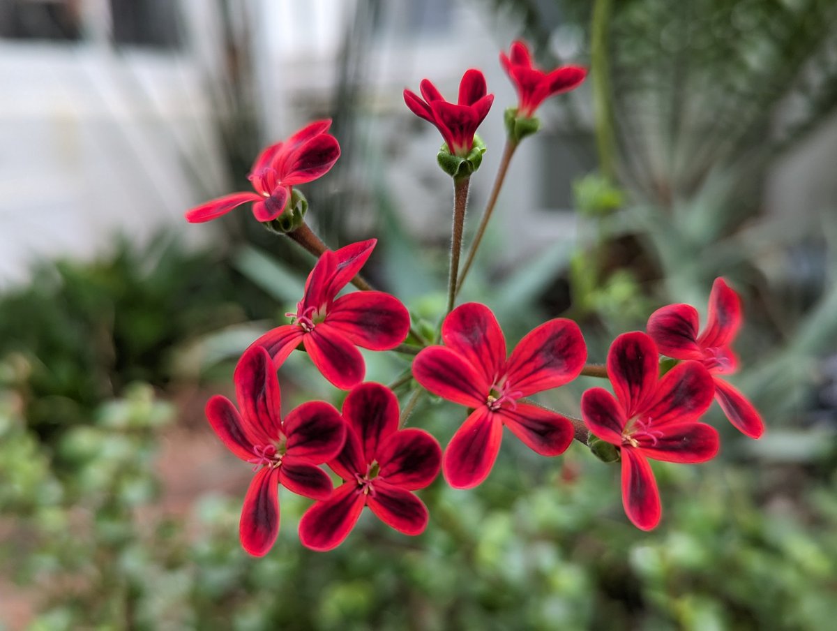Wayne Williams (@theplantaholic) on Twitter photo The vivid Pelargonium x ardens is looking wicked in the Arid House <a href="/BhamBotanicalGd/">Birmingham Botanical Gardens UK</a> The vivid Pelargonium x ardens is looking wicked in the Arid House <a href="/BhamBotanicalGd/">Birmingham Botanical Gardens UK</a>