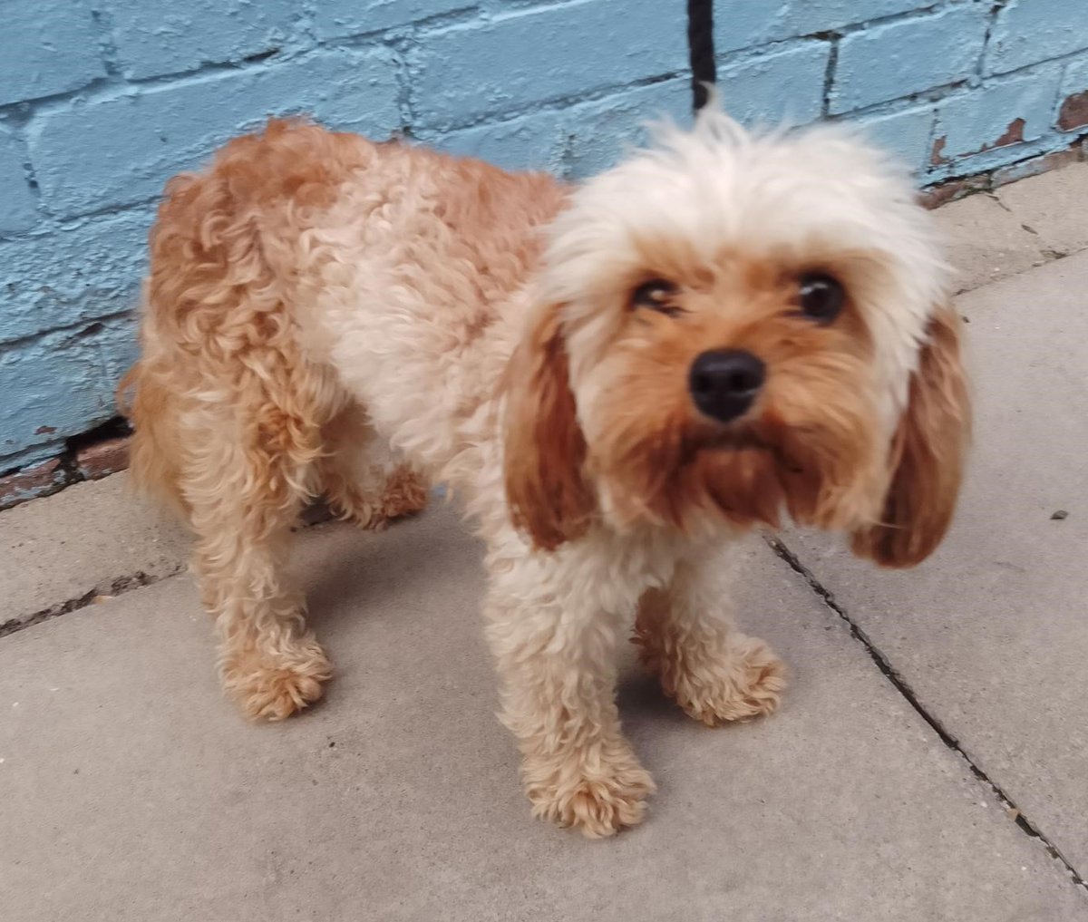 Please retweet to HELP FIND THE OWNER OF THIS STRAY DOG FOUND #NORTHOLT #EALING #LONDON 

Male Cavapoo found 25 July, chip not registered. He could be missing/stolen from a different region. 
Now in a council pound, please share widely🌟

DETAILS👇
lostdogsuk.co.uk/lost-dogs/
#dogs