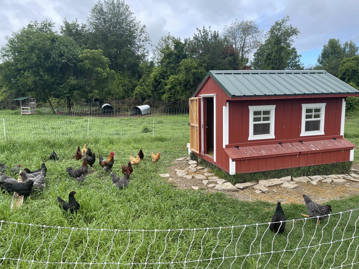 Casey Dauw (@caseydauw) on Twitter photo New hens just started laying!! New hens just started laying!!