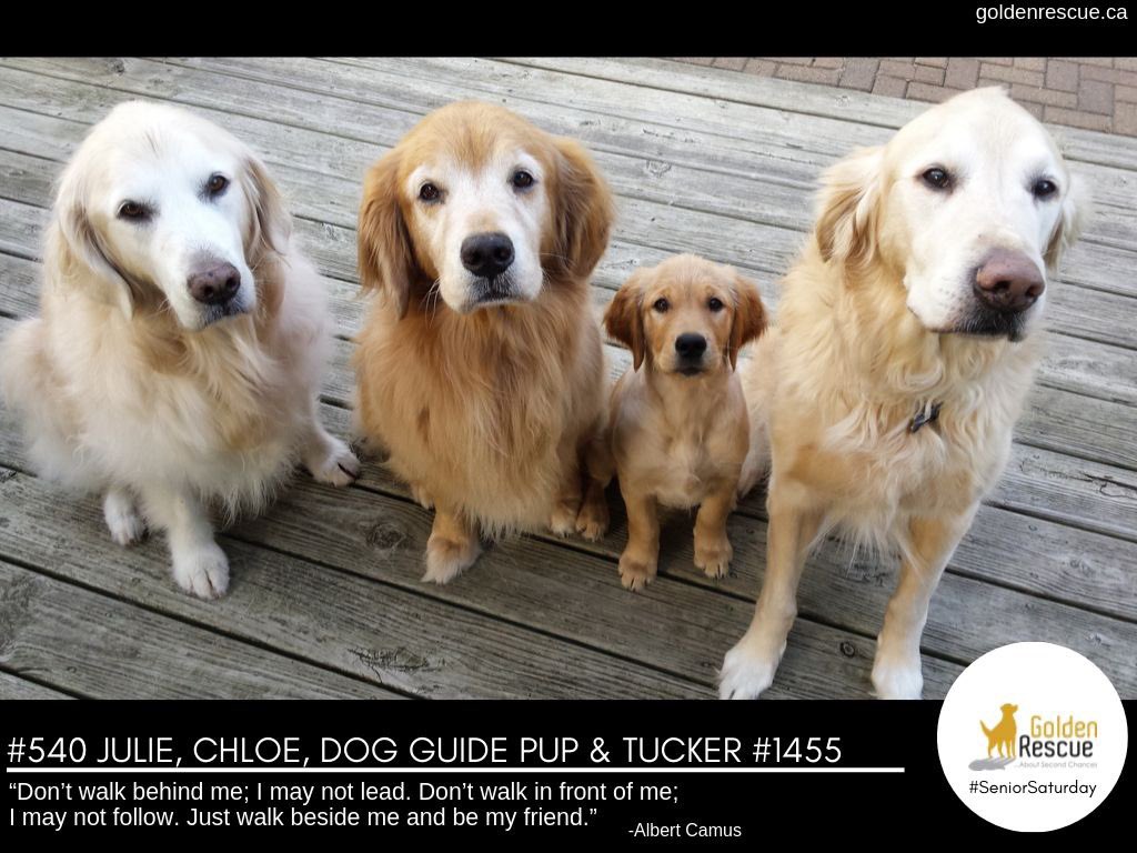 Happy #SeniorSaturday from this sweet Golden crew!

#goldenretriever #rescuedog #secondchances