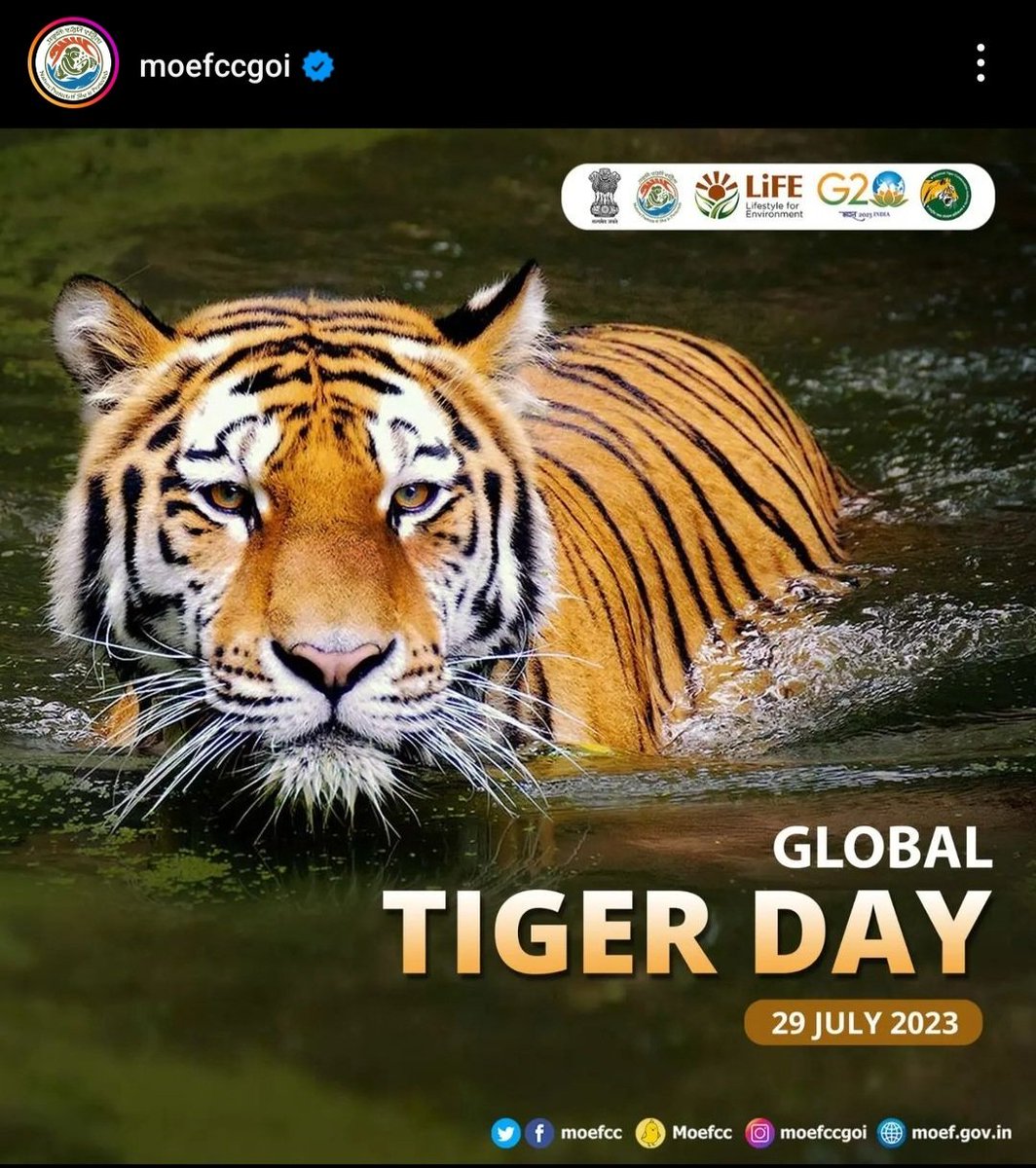 Paujikeshra's tweet photo. India is habitat of World's 75% Tiger. All this could happened under Project Tiger. Now there are 52 Tiger Reserve in India over 71000 sqkm. Save Wild Cat. #tige https://t.co/cRJ6KjciN3