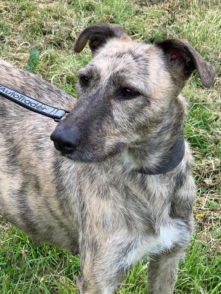 Please retweet to help Peggy find a home #SUSSEX #UK 
Aged 2, she was abandoned in the council pound, pregnant, having already had a litter. 
She had another litter 5 days later . 
Peggy can live with children and dogs
🐶✅ 

DETAILS or APPLY👇
arundawndogrescue.co.uk/peggy 
#dogs