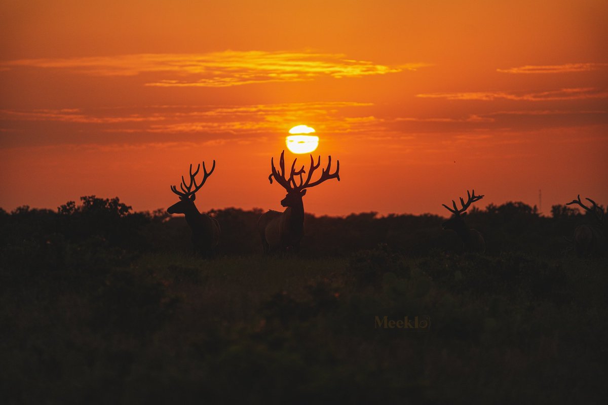 Miklomae's tweet photo. Enjoy these photos I took yesterday 🧘‍♂️

Fire Bull 🔥 https://t.co/kDpcVlwqMm