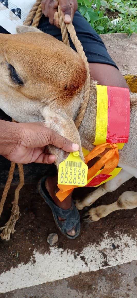 IASTripathiCG's tweet photo. Anjora highway district Durg me stray animals ka ear #tagging #radium #StrayCattle #ReflectiveBands #AnimalWelfare #INAPH @ChhattisgarhCMO @RChoubeyCG @KPSingh_IAS @DPRChhattisgarh https://t.co/2GGc4BJlCU