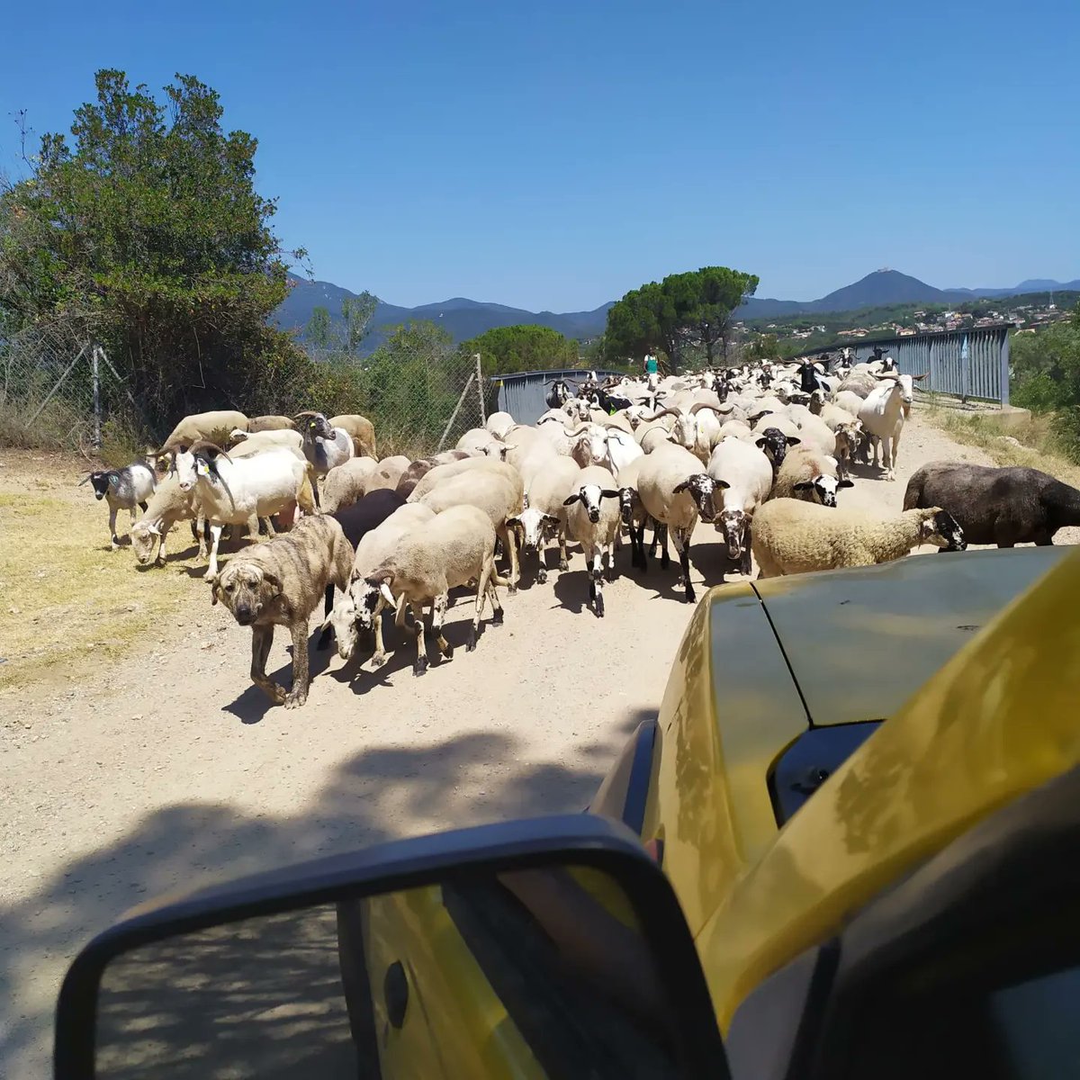 ADF Forestec (Sant Celoni) tweet media