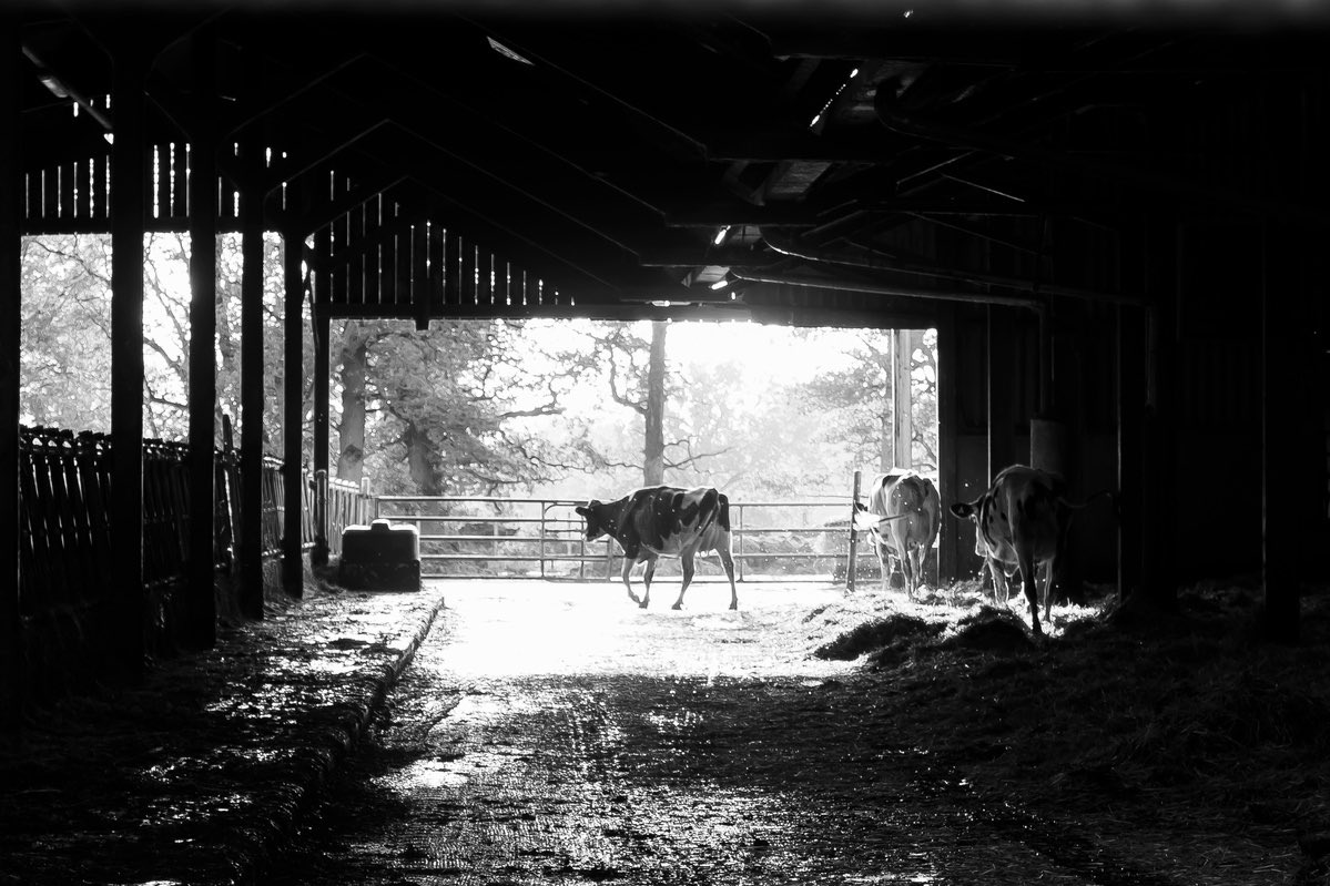 Speos's tweet photo. Portfolio 🇫🇷 | Photographe documentaire spécialisé dans l’éthique animale, Jeannot est diplômé de la formation Photographie professionnelle en 2 ans de Spéos. Lauréat du Prix @Puressentiel 2023. 

👉🏼 https://t.co/CY11Akaoec

#photographe #photographie #formationphoto #coursphoto https://t.co/kc9KHIz8Jb