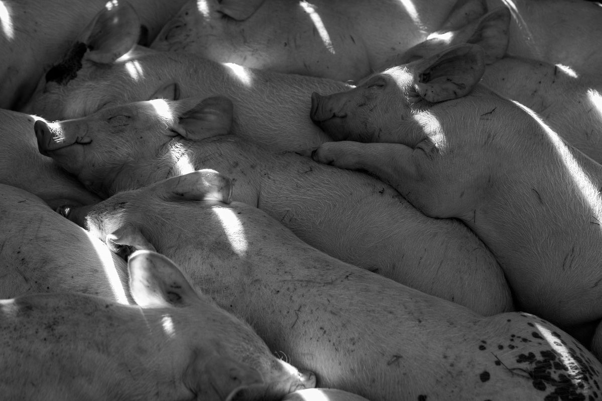Speos's tweet photo. Portfolio 🇫🇷 | Photographe documentaire spécialisé dans l’éthique animale, Jeannot est diplômé de la formation Photographie professionnelle en 2 ans de Spéos. Lauréat du Prix @Puressentiel 2023. 

👉🏼 https://t.co/CY11Akaoec

#photographe #photographie #formationphoto #coursphoto https://t.co/kc9KHIz8Jb