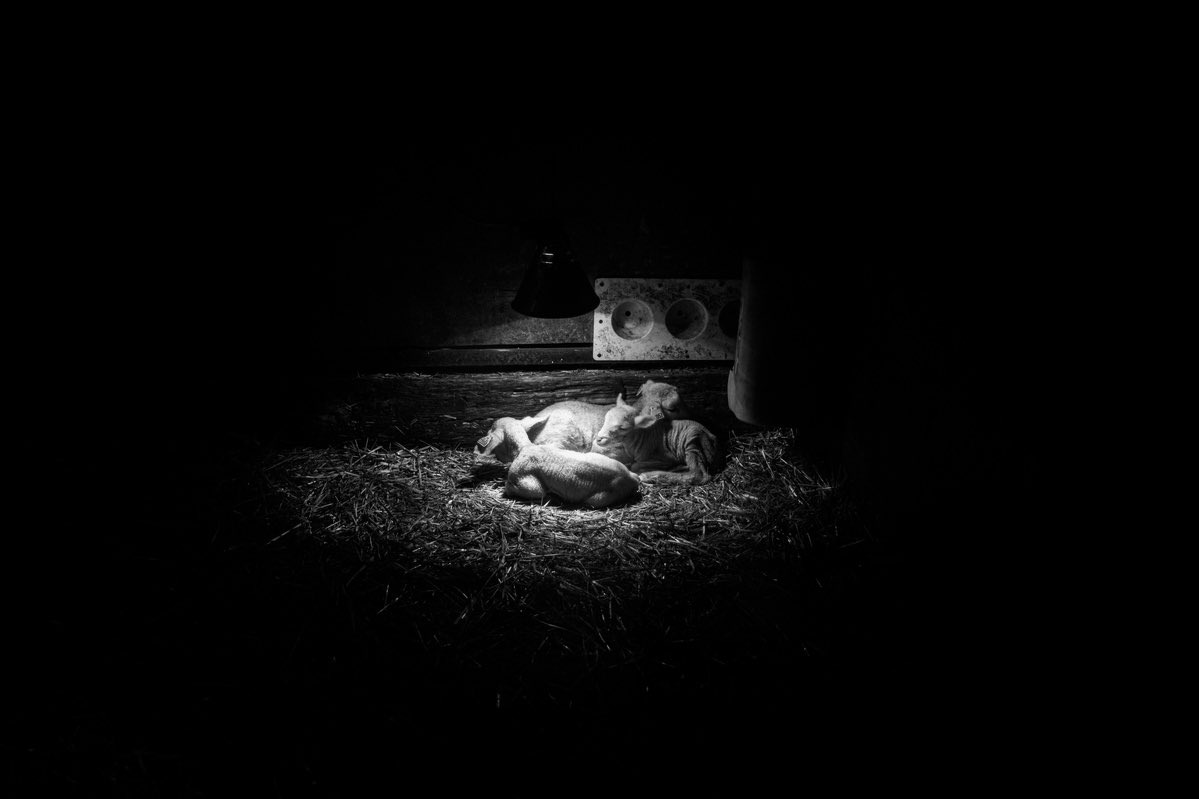 Speos's tweet photo. Portfolio 🇫🇷 | Photographe documentaire spécialisé dans l’éthique animale, Jeannot est diplômé de la formation Photographie professionnelle en 2 ans de Spéos. Lauréat du Prix @Puressentiel 2023. 

👉🏼 https://t.co/CY11Akaoec

#photographe #photographie #formationphoto #coursphoto https://t.co/kc9KHIz8Jb