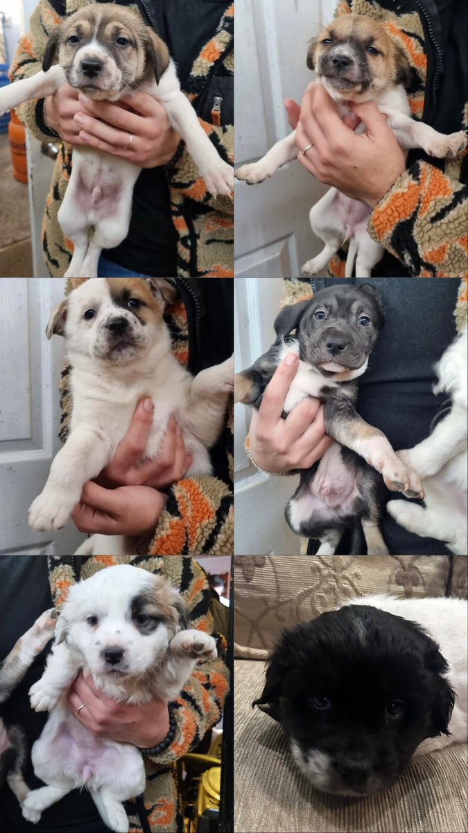 LatsVale's tweet photo. AYUDA POR FAVOR 🙏🏼 RT-difundir
Estos angelitos necesitan ser rescatados. 
Son 6 los que quedan disponibles. Yo ya me traje una ❤️‍🩹
Nacieron el 14 de junio. No están vacunados ni desparasitados, por lo que necesitan eso, más un hogar con amor que los reciba. Interesad@s me avisan. https://t.co/kXuHJACNix