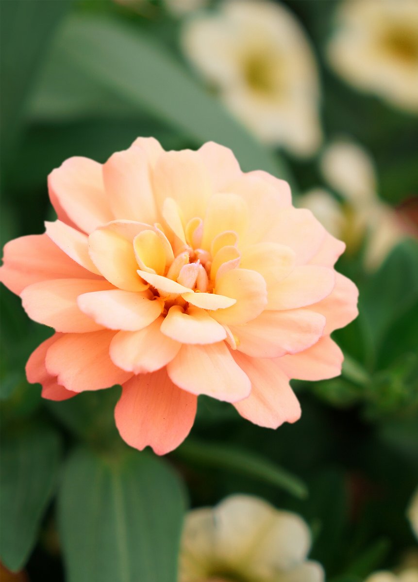 おはようございます🥰🍊

また38℃超えの予想です☀️
暑いですね🥵がお決まりになっていますね🦋
夏バテしないように気をつけて🥤🍃🍜

素敵な日曜日をおすごしください🍀💞🍊