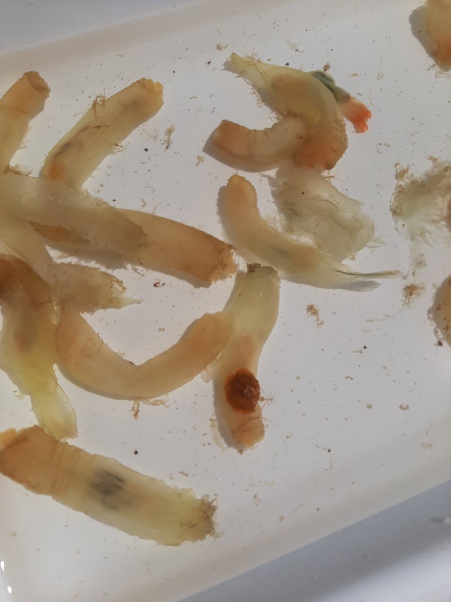 Some #biofouling species on parade!
Blue mussels, skeleton shrimp, amphipods oh my!
And tunicates with anemones on top!
#Halifax