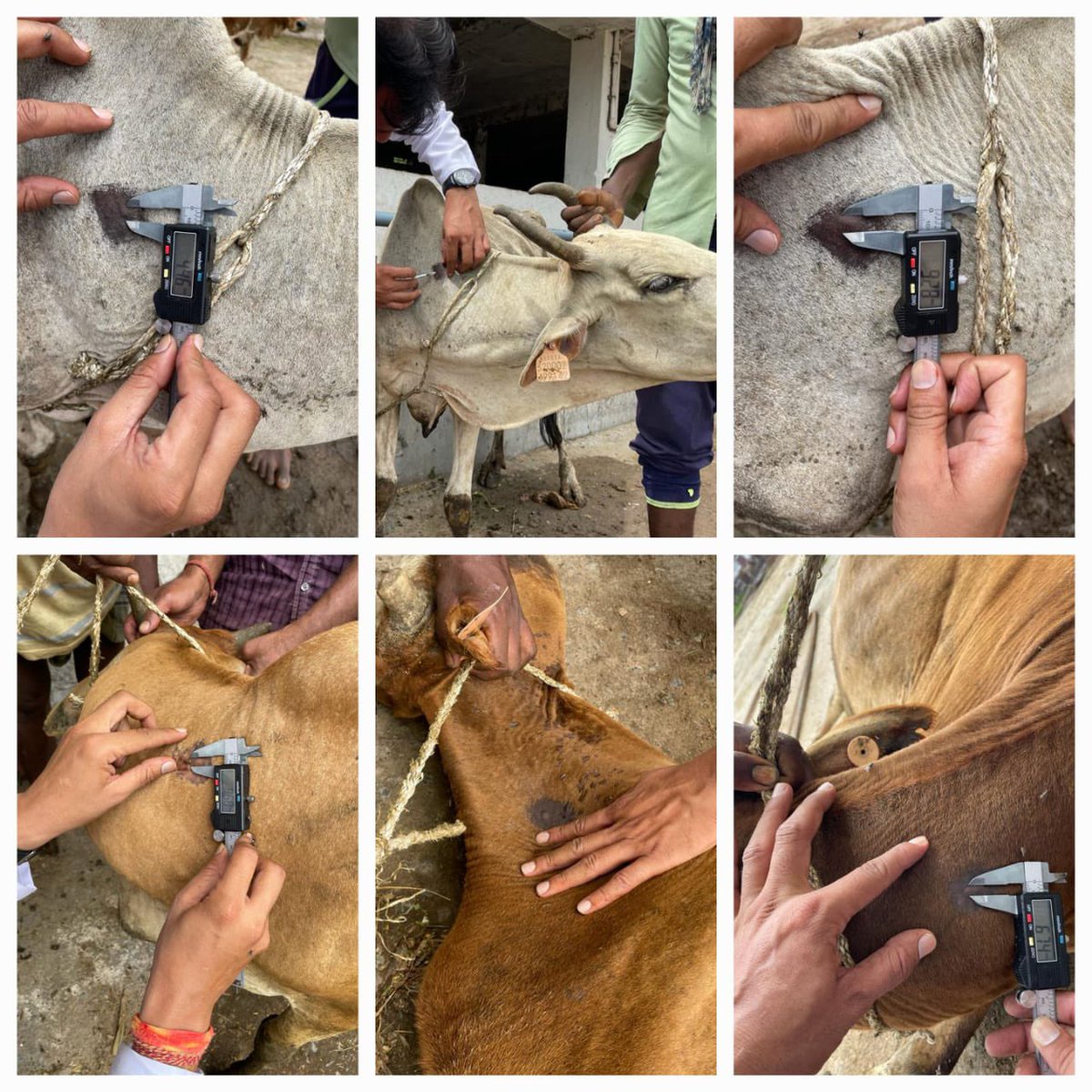 IASTripathiCG's tweet photo. TB JD testing at jai Maa Bhawani Guashala kudurmal (korba)
All animal found negative.
@ChhattisgarhCMO
@RChoubeyCG #VeterinaryActivities
#Diagnosis https://t.co/wXxKFC7cyZ