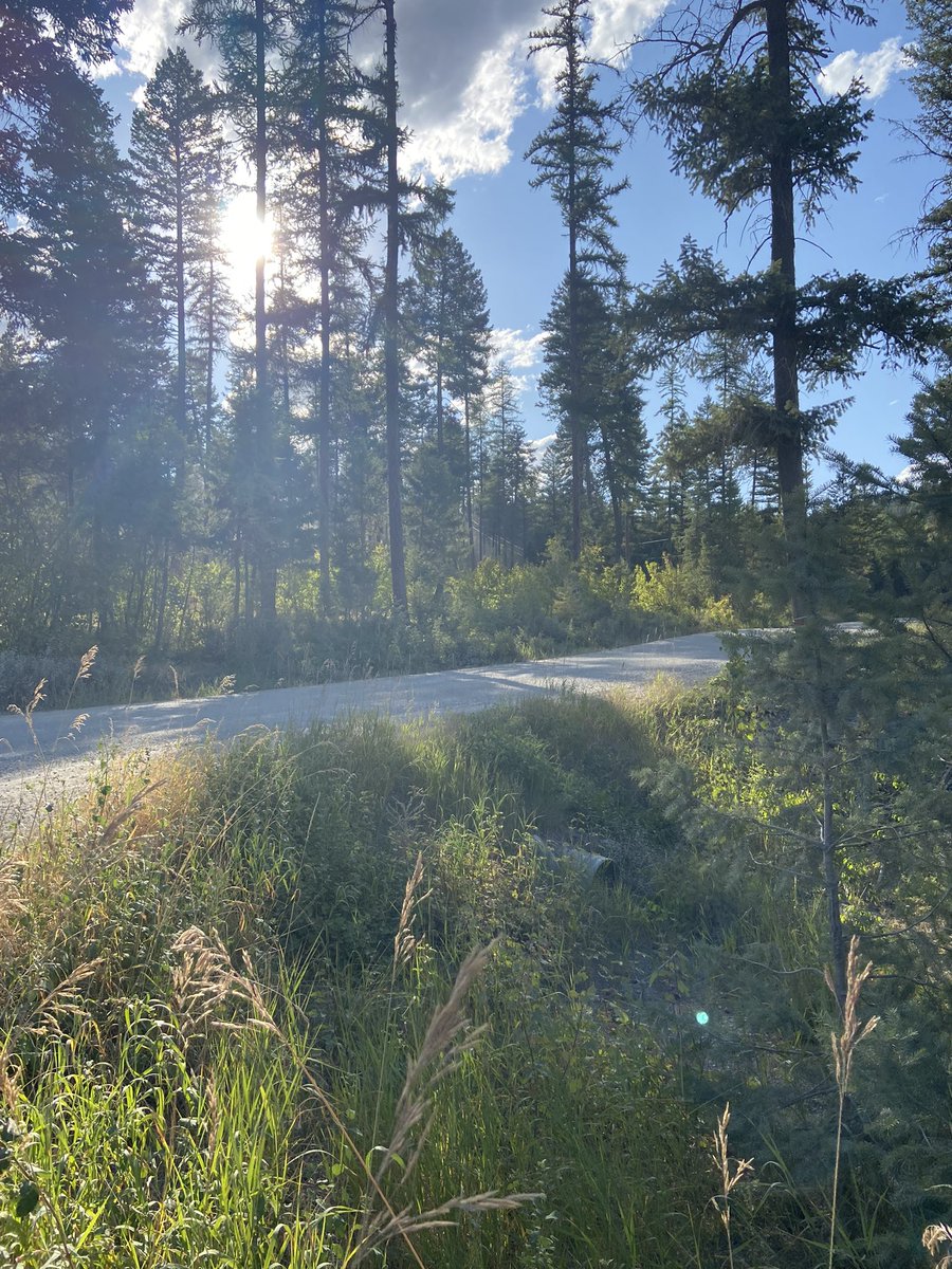 BarbaraMarieC's tweet photo. Evening bike ride. https://t.co/mnOJQXNI5i