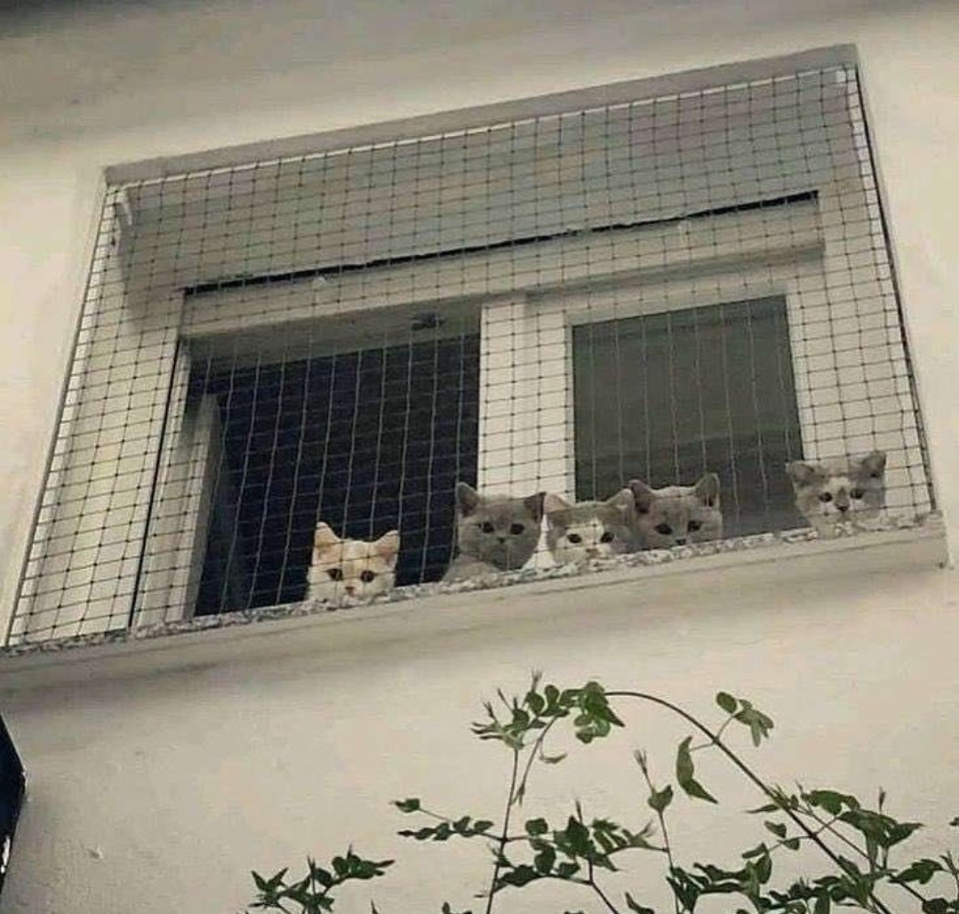 the neighbors are watching