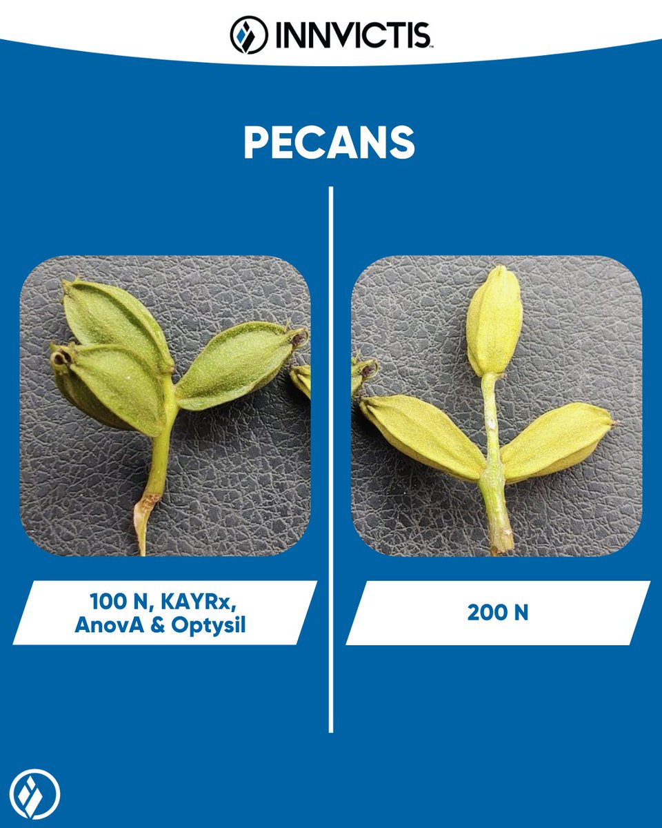 Innvictis's tweet photo. Optimize K Utilization &amp; Mitigate Stress to Maximize Pecan Yield Potential! 🙌

To learn more about how to protect your Pecan investment, contact your local crop advisor or visit 🔗 https://t.co/us9yb6Axkc https://t.co/VVAynsIC1o