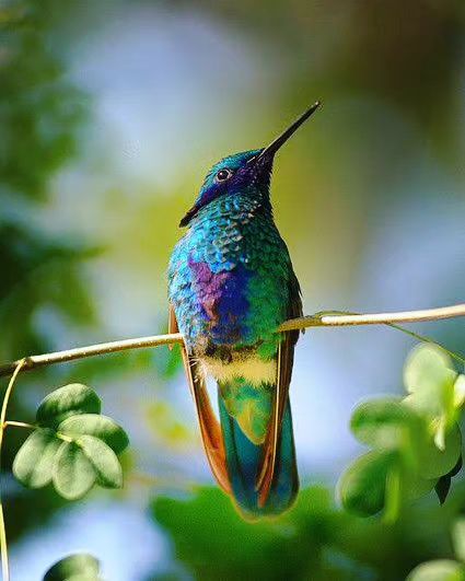 Hummingbird love 🥰🥰