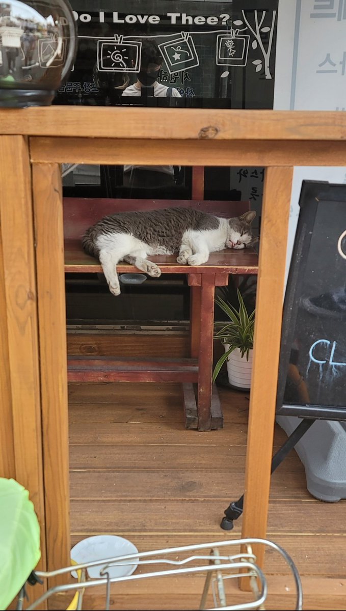 irony0315's tweet photo. 猫死んでる 笑 https://t.co/I2Uz0ax9cz